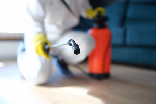 Best Black Mold Removal  in USA